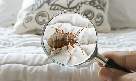 Bedwantsen in de topper herken en bestrijd je zo